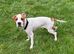 English pointer male 1 year old