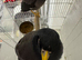 Pair Of Mynah in Liverpool
