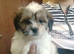 Lhasa Apso puppies for sale