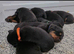 Rottweiler pup for sale