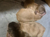 Stunning boy puppies
