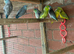 Ringnecks & Lovebirds