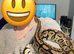 Adult bull python