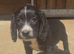3 little boys left needing their forever homes!