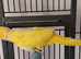 Beautiful male lutino Indian ringneck talking parrot