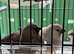 Charcoal Zebra finches