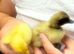 Runner ducklings