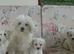 Beautiful Bichon Frise Puppies