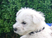 Westie puppies K C Registered Kent