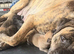 3 presa pups