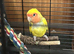 Pair of lovebirds