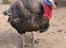 Male bronze turkey