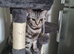 Silver Tabby British Short hair