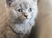 British short haired kittens