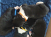 American Akita puppies