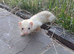 Ferret for sale