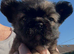 Fluffy French bulldog