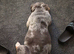 Cali loving dog looking fir her forever home