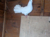 Fantail pigeons