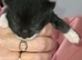 Kittens for sale