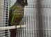 Green cheek conures with dna