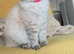 Beautiful Female Siberian Cat