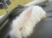 Stunning lion head and mini lion lop mixed breed