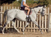 16.1 8yr old grey thoroughbred mare