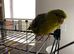 Litttle girl lineolated parakeet