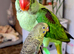Alexandrine