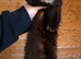 Part Angora kits 9 weeks