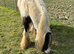 APACHE is the most affectionate gelding to bring to work