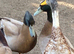 Male Indian Runner duck