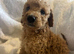 Beautiful miniature poodle puppies