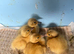 Welsh Harlequin Ducklings hatched 23/5/26