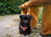 Reduced - CHOW SHEPHERDS READY NOW