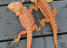 Bearded dragons from 150
