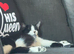 Female cat