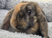 Beautiful mini lops boys and girls avalible .