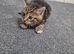 4 stunning kittens