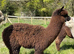Handsome Pet Yearling Boys