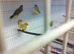 Bengalese and zebra finches