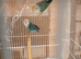 Lovebirds