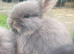 Mini lops (2 boys 1 girl)