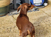 Nellie 9 month miniature dachshund
