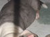 Olde English bulldog