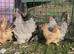 Lavender Pekin Bantam hens