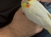 Tame Cockatiel with cage