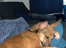 Malinoi X greyhound