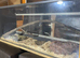 Corn snake and full set up